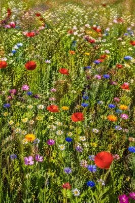 Sunlit Wildflower Meadow in Summer Bloom