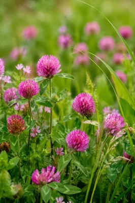 Natural Wildflower Meadow with Pink Blooms
