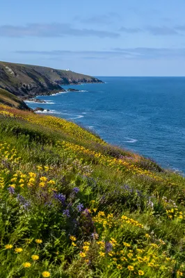 Coastal Wildflower Meadow in Spring Bloom