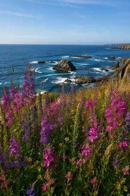 Coastal Wildflower Meadow Over Blue Ocean