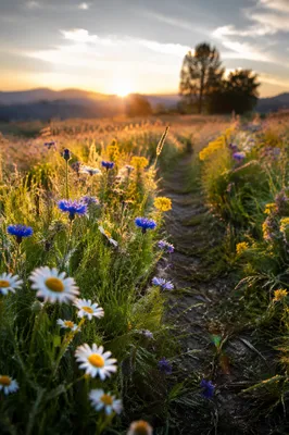 Morning Wildflower Meadow with Golden Dew