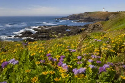 Coastal Wildflower Meadow Above Ocean Cove