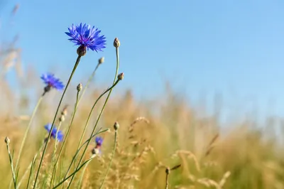 Blue Wildflowers in Golden Summer Meadow