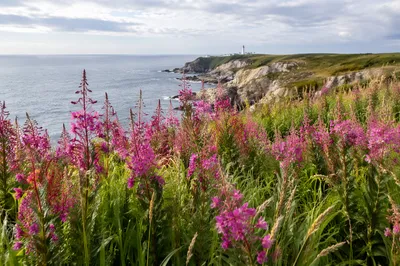 Coastal Wildflower Meadow in Summer Bloom