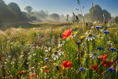 Spring Wildflower Meadow in Morning Light