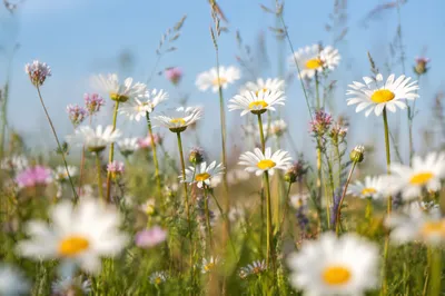 Sunlit Wildflower Meadow with White Daisies