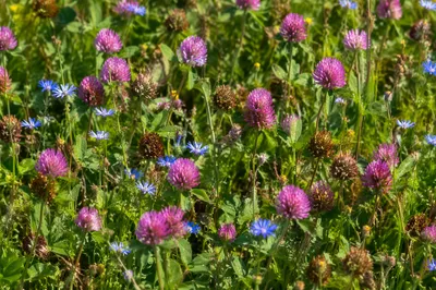 Natural Mixed Wildflower Meadow Close-Up