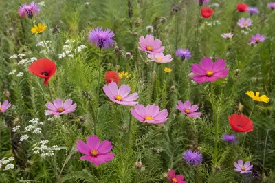 Natural Mixed Wildflower Meadow Close View