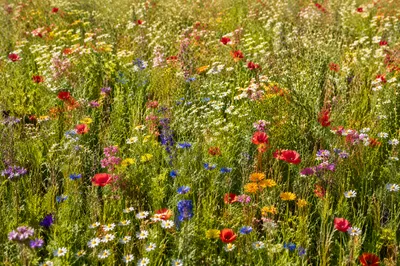 Summer Wildflower Meadow in Full Bloom