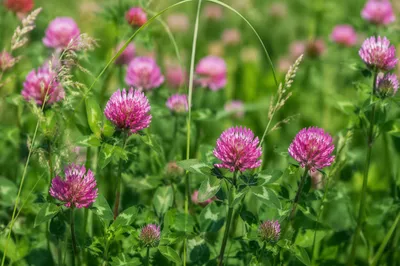 Natural Wildflower Meadow with Pink Clover Blooms