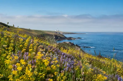 Coastal Wildflower Meadow in Morning Light
