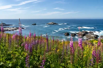 Coastal Wildflower Meadow in Summer Bloom