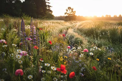 Dewy Wildflower Meadow in Morning Light