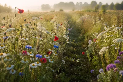 Golden Morning Wildflower Meadow Path