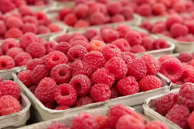 Fresh Organic Raspberries at Farmers Market