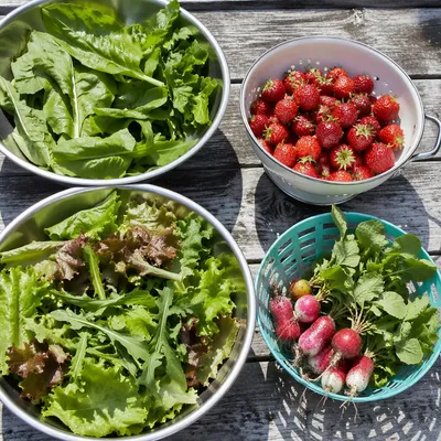 Colorful Garden Harvest on Rustic Table