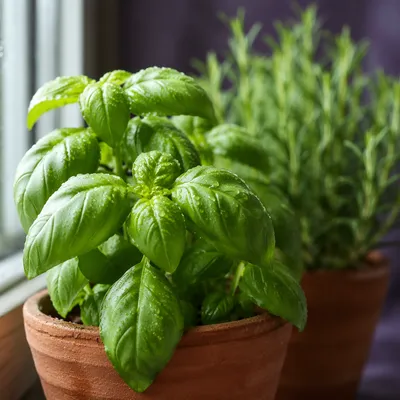 Fresh Basil and Rosemary on Windowsill