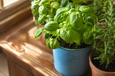 Sunlit Basil and Rosemary on Windowsill