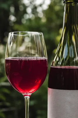 Ruby Fruit Kombucha in Garden Light