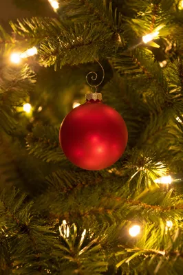 Warm Red Christmas Ornament on Evergreen Tree