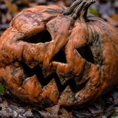 Weathered Jack O Lantern on Autumn Leaves