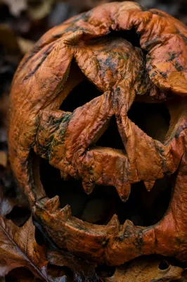 Weathered Jack O Lantern on Autumn Leaves