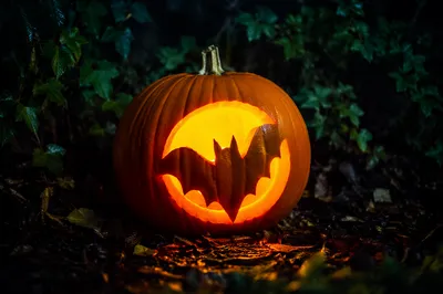 Glowing Jack O Lantern in Shadowy Garden