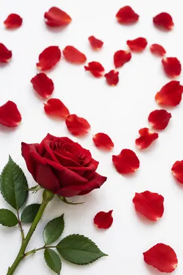Valentine Red Rose Heart Petals