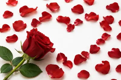 Romantic Red Rose Valentine Heart Petals