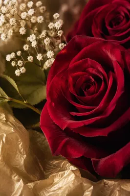 Romantic Crimson Roses for Valentine’s Day