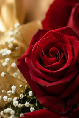 Crimson Rose Valentine Floral Close Up