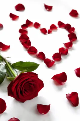 Valentine Rose Petals on White