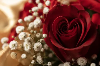 Romantic Crimson Rose Valentine Floral Close-Up