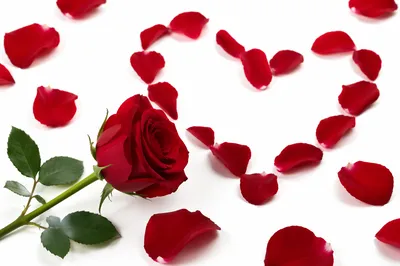Red Rose Heart Petals for Valentine’s Day