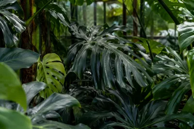 Lush Tropical Greenhouse Interior Foliage Close-Up
