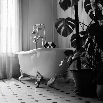 Vintage Clawfoot Tub Bathroom With Dog