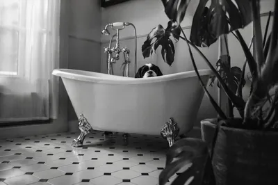 Vintage Clawfoot Tub Bathroom Interior Scene