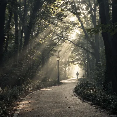 Early Morning Prayer Walk in Korean Woodland