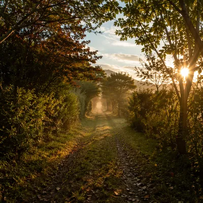 Early Morning Prayer Walk Forest Path