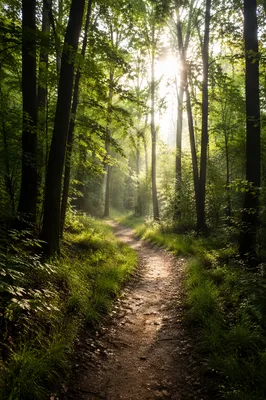 Early Morning Forest Prayer Walk Path