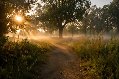 Early Morning Prayer Walk Through Misty Grove
