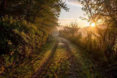 Early Morning Prayer Walk Forest Path