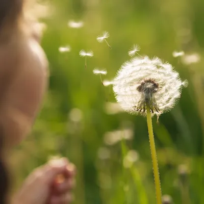 Child Blowing Dandelion Seeds in Summer Meadow
