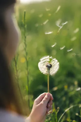 Child Blowing Dandelion in Summer Meadow