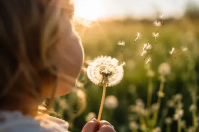 Child Blowing Dandelion in Summer Meadow