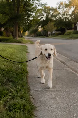 Happy Dog Walking on Neighborhood Sidewalk