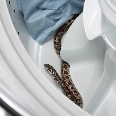 Curious Pet Snake in Washing Machine