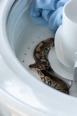 Curious Pet Snake in Washing Machine
