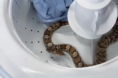 Curious Pet Snake in Washing Machine