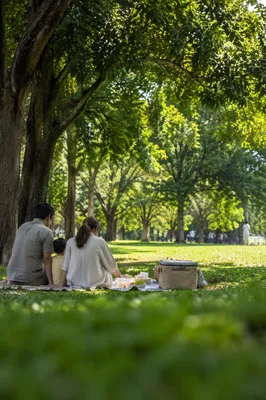 Peaceful Family Picnic Under Park Trees